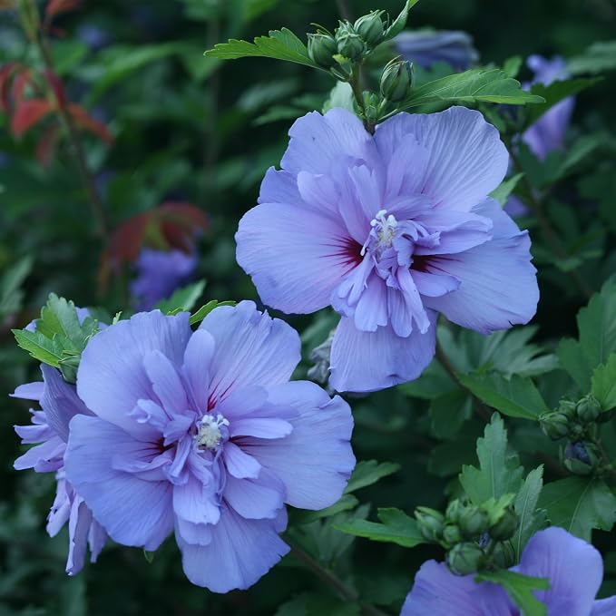 Proven Winners 2 Gal. Blue Chiffon Rose of Sharon (Hibiscus) Shrub