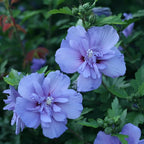 Proven Winners 2 Gal. Blue Chiffon Rose of Sharon (Hibiscus) Shrub