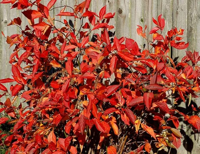 Virginia Sweetspire Shrub - 12-18" Tall Live Plant - Quart Pot - Henry's Garnet Bush Seedling - Itea Virginica 'Henrys Garnet'