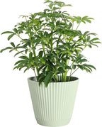 Thorsen's Greenhouse Live Arboricola Umbrella Tree Plant, Schefflera Arboricola, Natural Air Purifier, Easy to Grow, Live Indoor Houseplant, 6-inch Diameter (Sage (6" Pot))