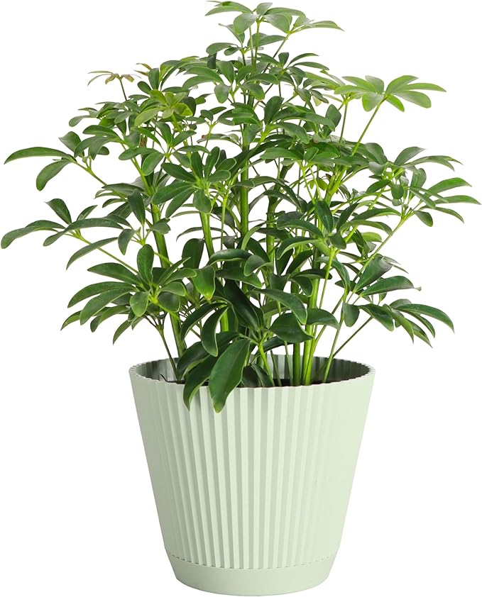 Thorsen's Greenhouse Live Arboricola Umbrella Tree Plant, Schefflera Arboricola, Natural Air Purifier, Easy to Grow, Live Indoor Houseplant, 6-inch Diameter (Sage (6" Pot))