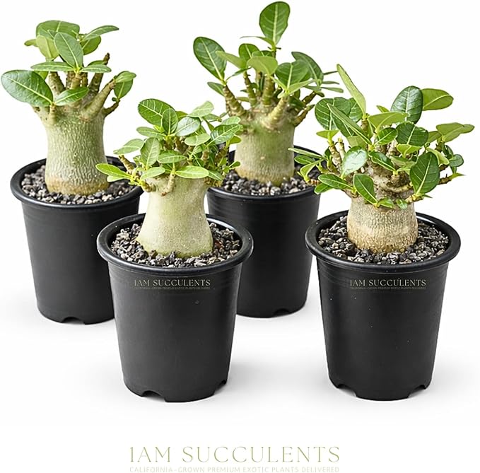 Rare Adenium Arabicum Godji Live Plant – Desert Rose Succulent – Thick Caudex Bonsai Plant – Drought Tolerant Exotic Houseplant