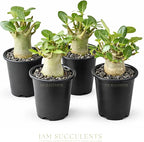 Rare Adenium Arabicum Godji Live Plant – Desert Rose Succulent – Thick Caudex Bonsai Plant – Drought Tolerant Exotic Houseplant