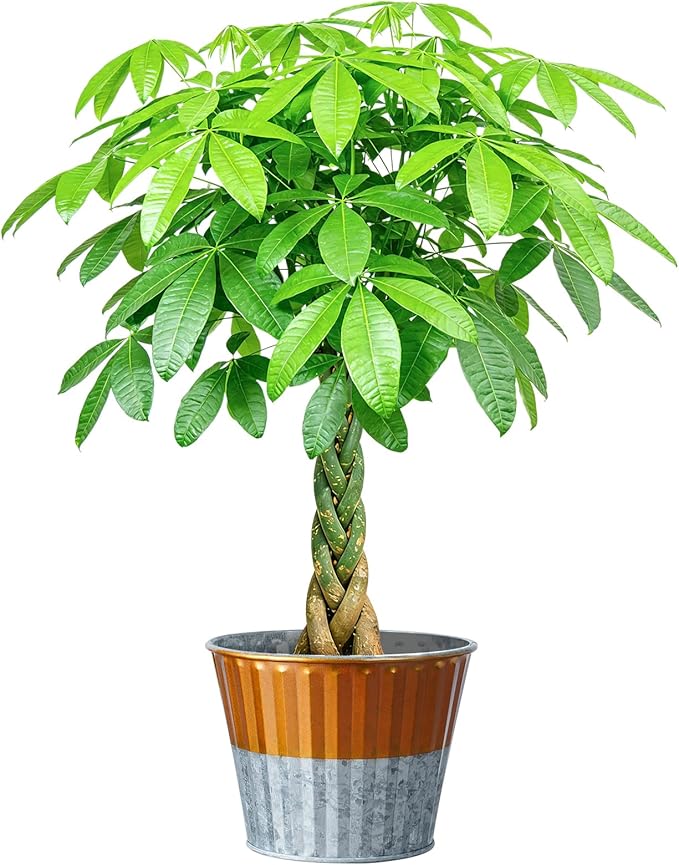 Live Plants Money Tree in 4" Gold-Gray Pot, Easy to Grow Houseplant, Indoor Bonsai, Home Office Decor, Birthday Housewarming Gift