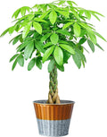 Live Plants Money Tree in 4" Gold-Gray Pot, Easy to Grow Houseplant, Indoor Bonsai, Home Office Decor, Birthday Housewarming Gift