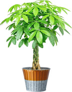 Live Plants Money Tree in 4" Gold-Gray Pot, Easy to Grow Houseplant, Indoor Bonsai, Home Office Decor, Birthday Housewarming Gift