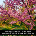 2 Eastern Redbud Tree (Cercis Canadensis) Live Plant – Brilliant Pink Spring Blooms, Hardy Ornamental Flowering Tree, Perfect for Landscapes, Yards & Gardens (2 Live Trees)