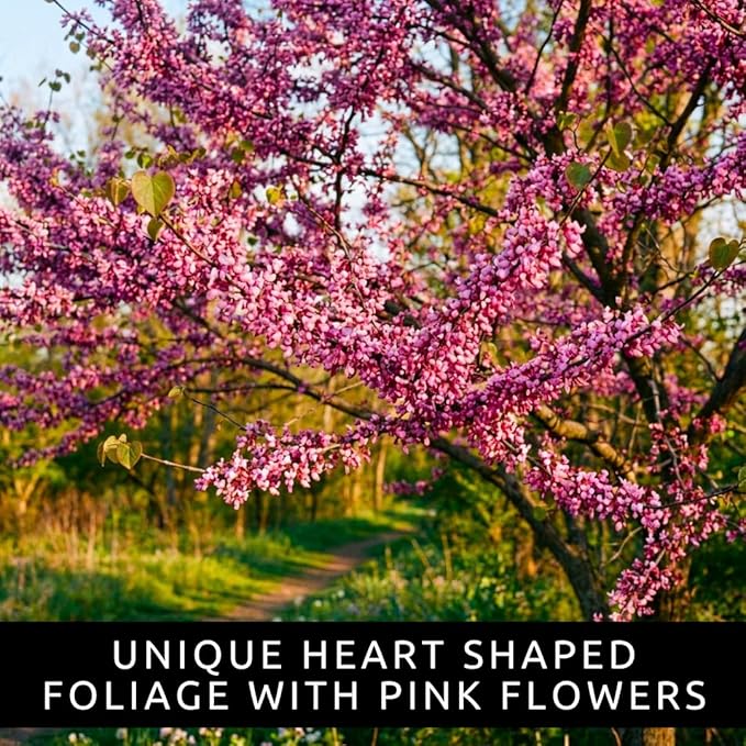 2 Eastern Redbud Tree (Cercis Canadensis) Live Plant – Brilliant Pink Spring Blooms, Hardy Ornamental Flowering Tree, Perfect for Landscapes, Yards & Gardens (2 Live Trees)