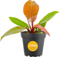 Costa Farms Philodendron Live Plant in Decorative Pot, Air Purifying Indoor Houseplant, Assorted Variety, Home, Room, or Office Decor, House Warming or Birthday Gift, 12-18 Inches Tall