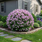 Miss Kim Lilac Bush Live Plant in Quart Pot, Fast Growing Korean Lilac Tree, Fragrant Flowering Shrubs for Garden Landscaping