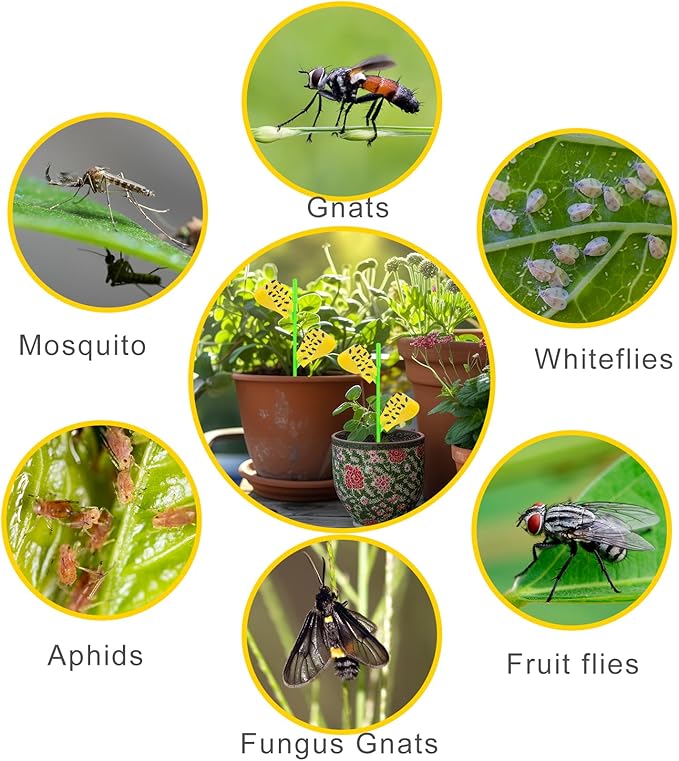Fruit Fly Traps, 100 Pack Yellow Stick Traps, Fungus Gnat Traps, Plant Fly Stickers for Indoor and Outdoor Use Protect The Plant