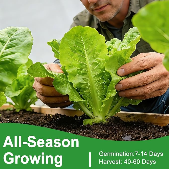 Lettuce Seeds, 10 Varieties Individual Packs, 60000+ Non-GMO Heirloom Vegetable Seeds for Planting Indoor Outdoor for Fresh Salad, Easy to Grow for Garden Beginners, Gifts for Women Men Plant Lovers.
