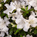 Perfect Plants Encore Autumn Ivory Azalea in 1 Gallon Pot | Live Flowering Shrub for Outdoor Landscapes | Evergreen | Perfect for Foundations & Hedges | Reblooming White Flowers | Zones 7-10