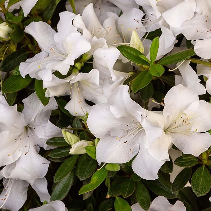 Perfect Plants Encore Autumn Ivory Azalea in 1 Gallon Pot | Live Flowering Shrub for Outdoor Landscapes | Evergreen | Perfect for Foundations & Hedges | Reblooming White Flowers | Zones 7-10