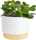Costa Farms Jade Live Plant in Decorative Pot, Succulent Indoor Houseplant, Perfect for Home, Room, or Office Decor, Great House Warming or Birthday Gift, 4-6 Inches Tall