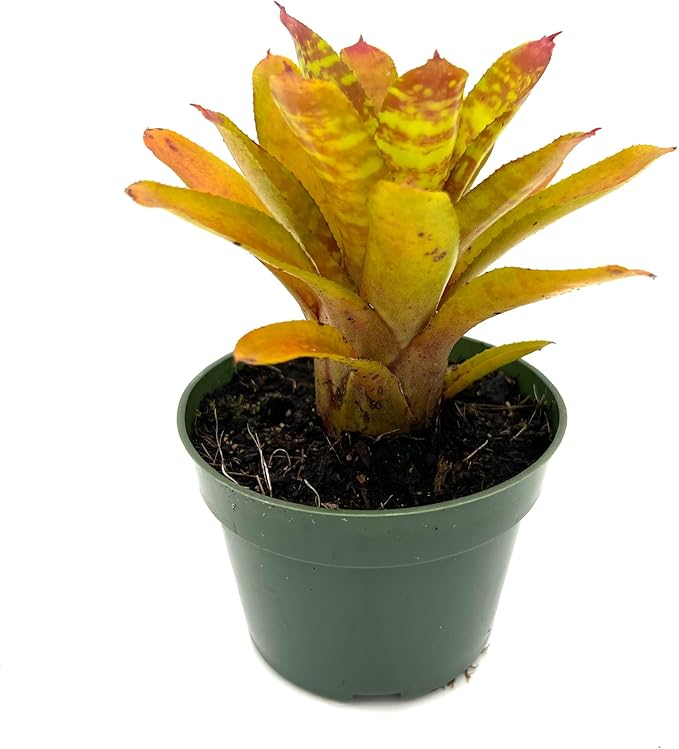 ragnaroc Live Plants – Bromeliad Neoregelia Clementine, 4-8" in 4" Pot - 1ct - Live Arrival Guaranteed - House Plants for Home Decor & Gift
