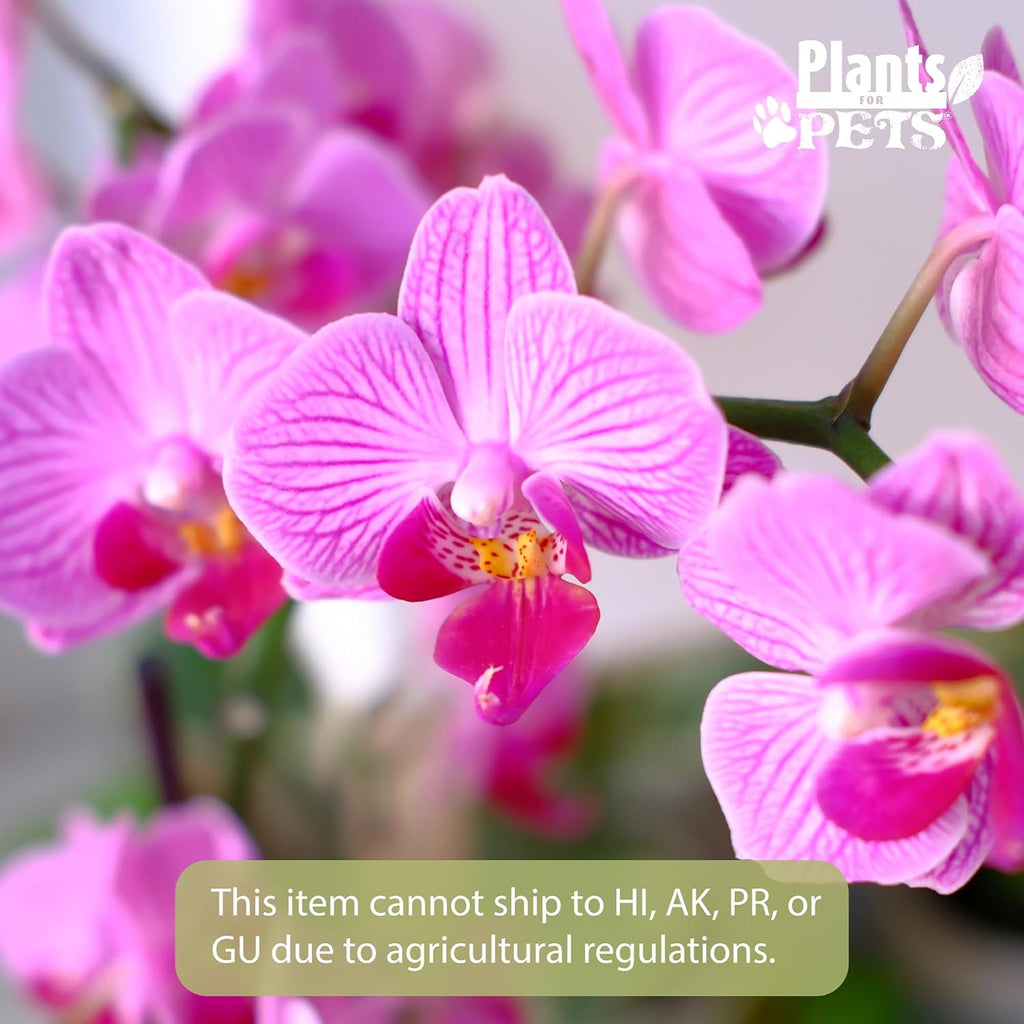 Large Purple Live Orchids Blooming in 5" Blue & White Orchid Pot, Pet Friendly Live Plant Gifts for Plant Lovers, Approx. 22"+ Tall, Real Houseplants, Phalaenopsis Moth Flowers by Plants for Pets