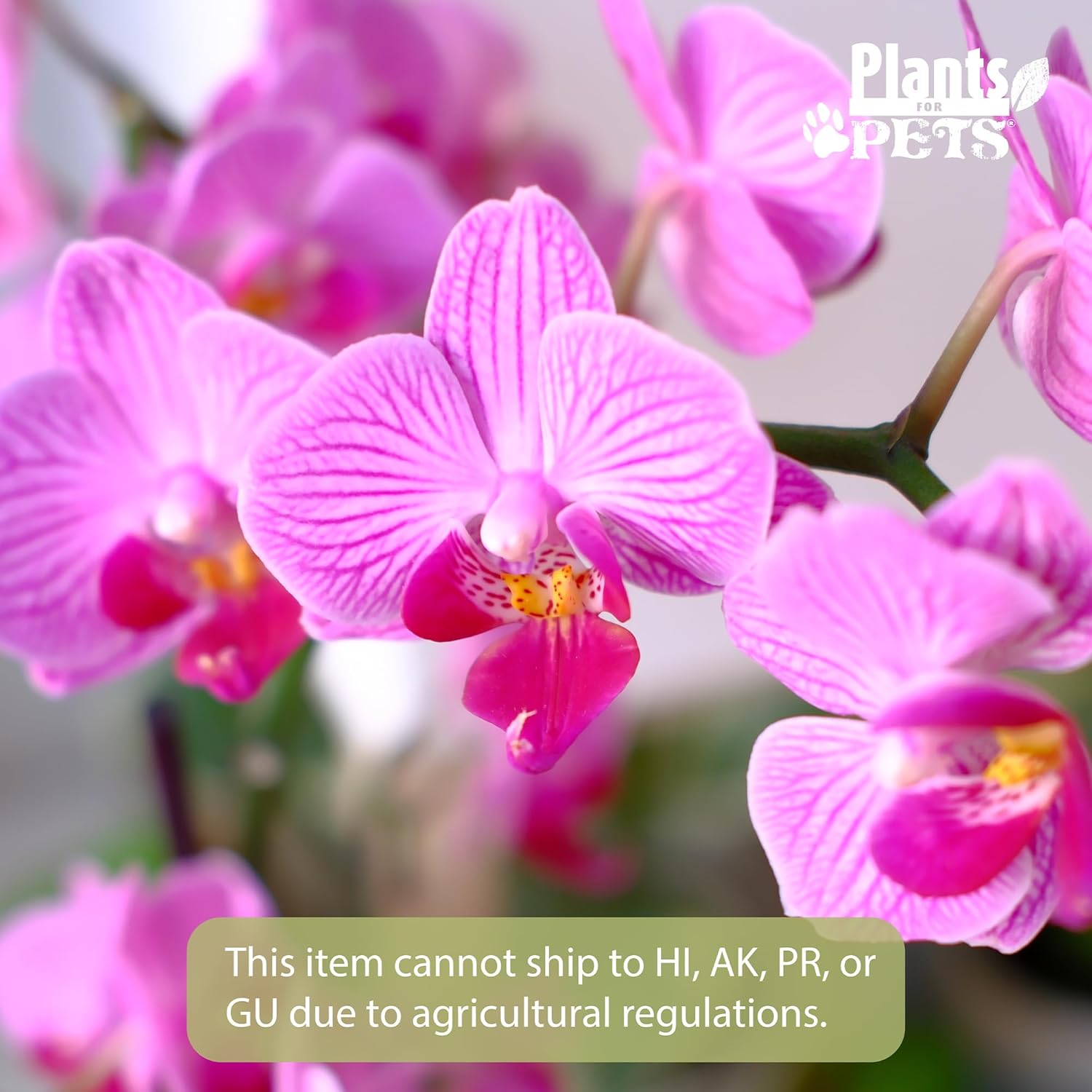 Large Purple Live Orchids Blooming in 5" Blue & White Orchid Pot, Pet Friendly Live Plant Gifts for Plant Lovers, Approx. 22"+ Tall, Real Houseplants, Phalaenopsis Moth Flowers by Plants for Pets