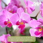 Purple Phalaenopsis Live Orchid Plant Lover Gift & White Orchid Pot, 20-24" Tall, Live Plant Gift, Fresh Orchids Plants Live House Plants, Live Plants Indoor Plants Live Houseplants by Plants for Pets