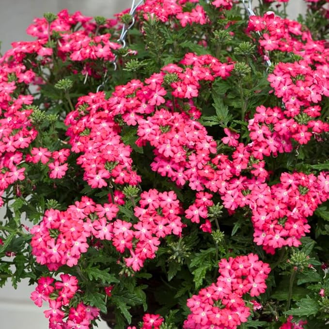 3 Pink Verbena Plants Live, Hardy Perennial Flower, 4-8 Inches Tall, Outdoor Garden Plant