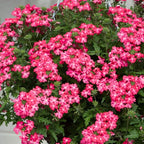 3 Pink Verbena Plants Live, Hardy Perennial Flower, 4-8 Inches Tall, Outdoor Garden Plant