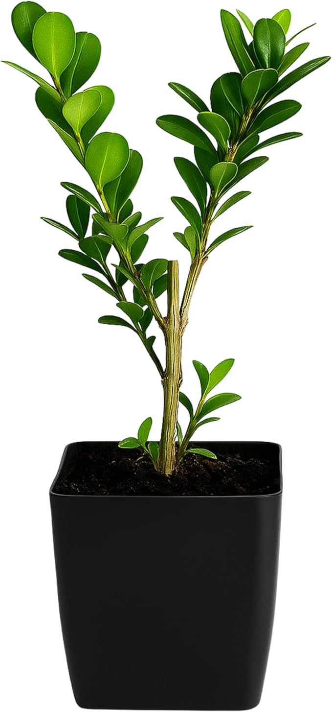 MyShelfie - Bonsai Starter Tree Plant Gift, Japanese Boxwood Topiary Evergreen Shrub Hedge, 2 in Pot