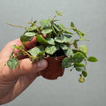 Hoya Curtisii Live Plant – Hoya Curtisii Fully Rooted Starter Plants – Rare Silver Vine – Easy Care Cuttings for Beginners – Unique Gift for Collectors & Home Decor (Heat Pack Included)