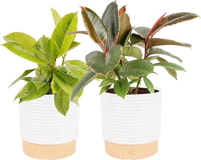Costa Farms Ficus Live Plants in Decorative Pot, Indoor Houseplant, Assorted Variety, Perfect for Home, Room, or Office Decor, Great House Warming or Birthday Gift, 12-18 Inches Tall, Pack of 2