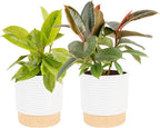 Costa Farms Ficus Live Plants in Decorative Pot, Indoor Houseplant, Assorted Variety, Perfect for Home, Room, or Office Decor, Great House Warming or Birthday Gift, 12-18 Inches Tall, Pack of 2