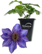 Clematis The President - Live Starter Plant in a 2 Inch Growers Pot - Starter Plants Ready for The Garden - Rare Clematis for Collectors