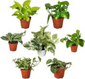 3 Live Pothos Plants Variety Pack - Easy to Care Houseplants - Air Purifying Plants - 4" Pot - Live Plant - Houseplant Live Plants