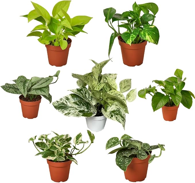 3 Live Pothos Plants Variety Pack - Easy to Care Houseplants - Air Purifying Plants - 4" Pot - Live Plant - Houseplant Live Plants