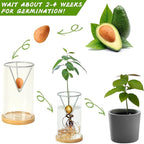 Bylion Avocado Tree Growing Kits, Avocado Growing Vase Wooden Base Avocado Seed Starter Vase Glass Plant Pot Easy Seed Sprout Starter Gift for Women Gardening Lovers Home Office Table Decoration