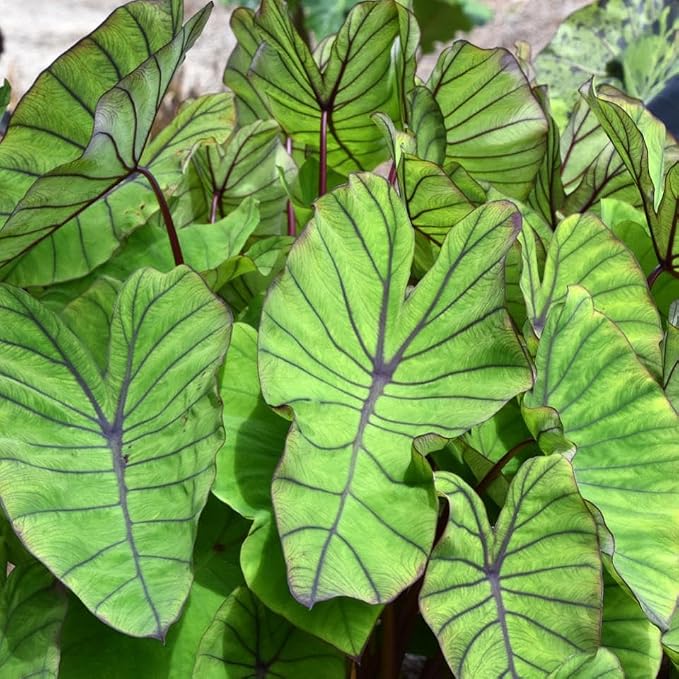 Taro, Blue Hawaii Live Pond Plant Freshwater Water Garden Plants Filters Lily Ponds Bogs Koi and Goldfish Pond Bog Plants Floating Shallow Water Marginal Aquatic Lilies Real Hardy Hyacinth Outdoor