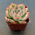 Sprout N Green Echeveria 'Silhouette', Mini Live Succulent Fully Rooted in 2" Pot with Soil Mix, House Plant for Indoor Outdoor Home Office Wedding Decoration Party Favor, Pets Friendly, Easy to Care