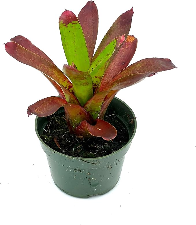 ragnaroc Live Plants – Bromeliad Neoregelia Kryptonite, 4-8" in 4" Pot - 1ct - Live Arrival Guaranteed - House Plants for Home Decor & Gift