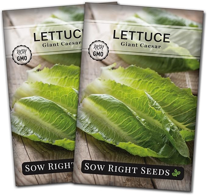 Sow Right Seeds - Giant Caesar Lettuce Seeds for Planting - Non-GMO Open Pollinated Heirloom Packet with Instructions to Grow Lettuce from Seed Indoors or Outdoors - Great Hydroponic Variety (2)