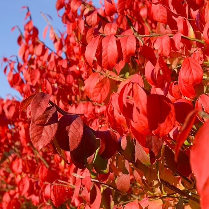 Brighter Blooms - Dwarf Burning Bush, 2 Gallon - No Shipping to AK, AZ, HI, IA, MA, MD, ME, MO, NH, NY, OR, PA, VT, WI