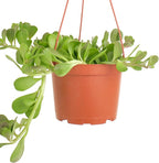 Shop Succulents Trailing Jade Succulent Plant, Senecio Jacobsenii, Fully Rooted Live 6" Succulent Plant with Hanger, Low Maintenance Indoor Plant, Hardy Succulents, Favors, Gifts & Garden