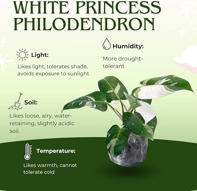 Variegated Philodendron Live Plant, Rare Indoor Houseplant Live Well Rooted 5-7 Inches, Container Growing, Home Office Decor (White Princess Philodendron)