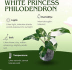 Variegated Philodendron Live Plant, Rare Indoor Houseplant Live Well Rooted 5-7 Inches, Container Growing, Home Office Decor (White Princess Philodendron)