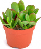 Shop Succulents Jade Succulent Plant, Crassula Ovata Fully Rooted Live 4" Succulent Plant, Low Maintenance Indoor Plant, Hardy Succulents, Hard to Kill Plants, Wedding and Party Favors, Gift & Garden
