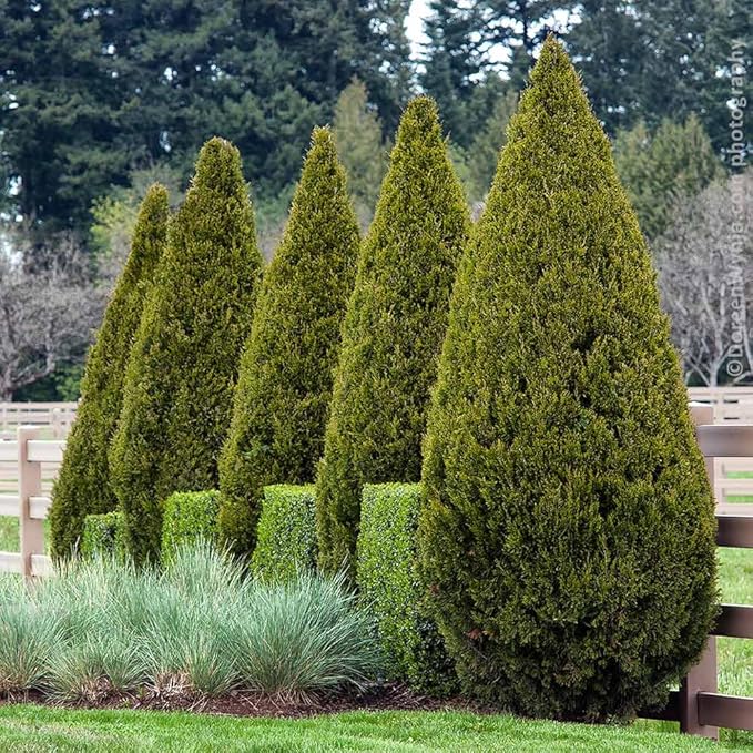 Brighter Blooms - Southern Living® Spartan Juniper, 2-3 ft. - No Shipping to AK, AZ, CA, HI