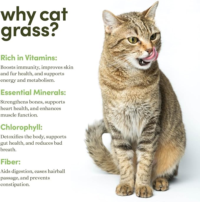 Cat Grass for Indoor Cats Kit - 3 Complete Growing Organic Planter Kits - Grow Your Own Cat Grass - Organic Plant Seeds - Pet Health Supplies Stuff - Gift for Pet Lover