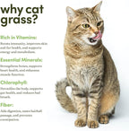 Cat Grass for Indoor Cats Kit - 3 Complete Growing Organic Planter Kits - Grow Your Own Cat Grass - Organic Plant Seeds - Pet Health Supplies Stuff - Gift for Pet Lover