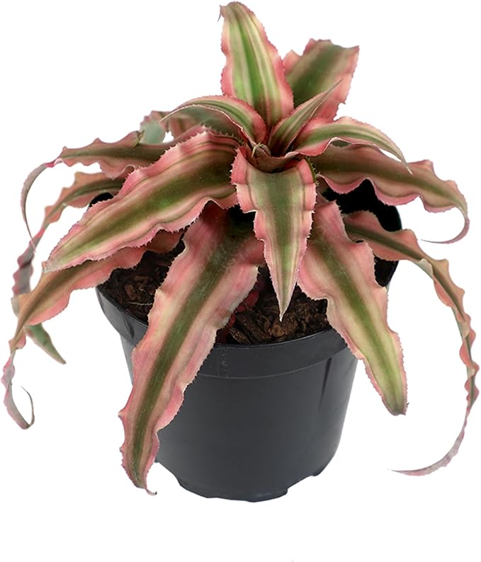 Plants for Pets Red Earth Star Cryptanthus in 3.5 Inch Grower Pot, Pet Friendly Plants, Air Purifying Plants Indoor Houseplants, Live Bromeliad, Easy Plant Gift, Dog & Cat Safe Houseplant