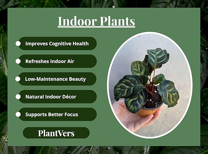 PLANTVERS Live Calathea Plant in 2" Grow Pot – Easy Care & Low Maintenance Tropical Houseplant – Air Purifying Indoor Plant for Low Light & Home Décor (Calathea Makoyana)