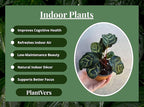 PLANTVERS Live Calathea Plant in 2" Grow Pot – Easy Care & Low Maintenance Tropical Houseplant – Air Purifying Indoor Plant for Low Light & Home Décor (Calathea Makoyana)