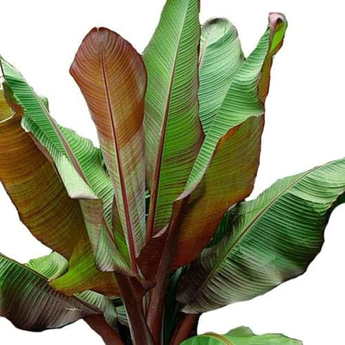 Ensete Maurelii - Red Abyssinian Banana Plant - Red Banana Tree - Potted Tropical Plants - Banana Tree Fruit Plants Live for Planting