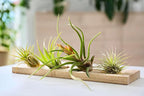 Tillandsia Air Plants Live Indoor Plants (100 Pack), Air Plants Bulk Party Favors or Wedding Favors Live Plants, Air Plant Lover Gifts, DIY Terrarium Kit, Air Succulents Plants Live by Plants for Pets